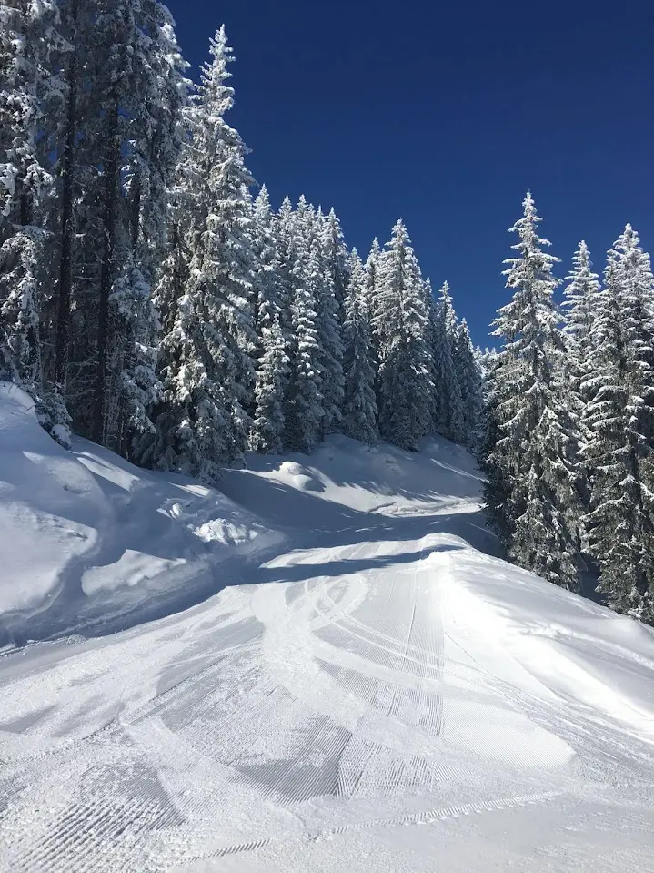 Groomed ski slope between snow-covered spruce trees under a deep blue sky