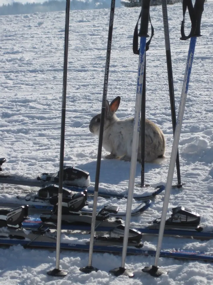 Rabbit in the snow between ski poles and skis