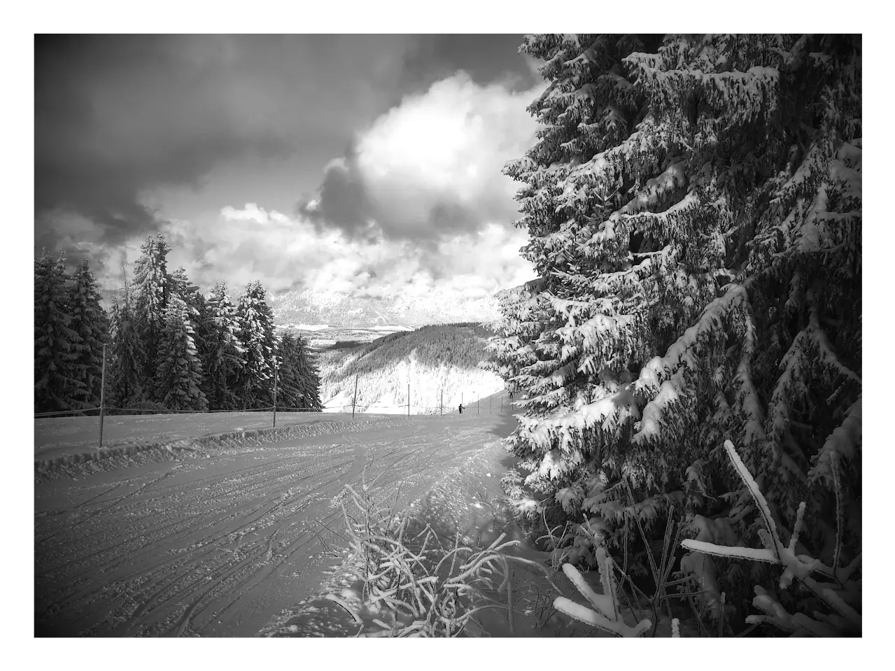 Black-and-white photo of a slope between snow-covered spruce trees with dramatic clouds and a mountain landscape in the distance