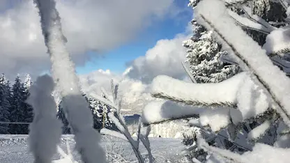 Branches covered in hoar frost and snow, with spruce trees and clouds in the background