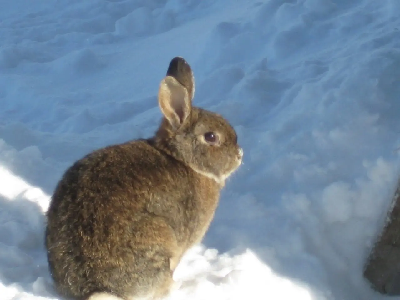 Brown wild rabbit in the snow