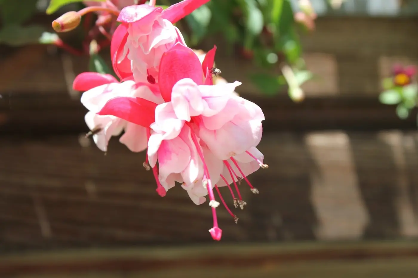 Pink and white fuchsia in bloom, with a blurred wooden background