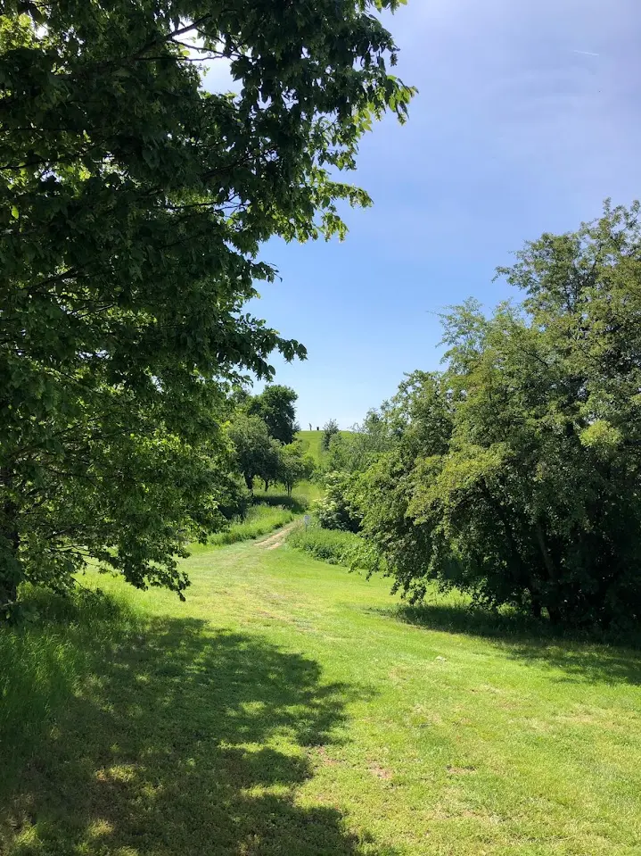 Grassland on a golf course with a path between trees and shrubs under a blue sky