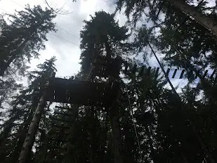 Wooden platform high in the trees of a high-ropes course, seen from below