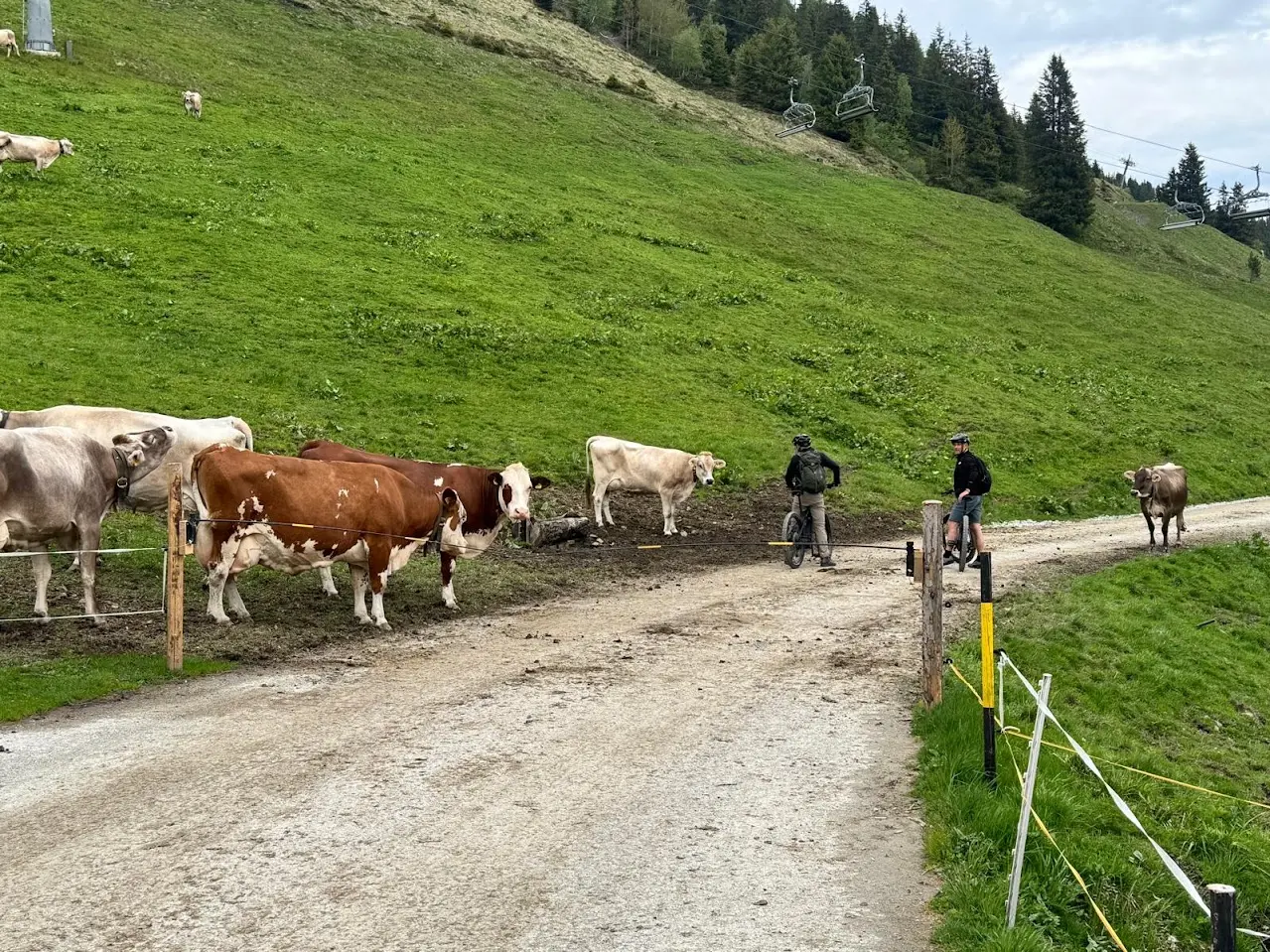 Cows by a fence on a mountain track, with two mountain bikers and a chairlift in the background