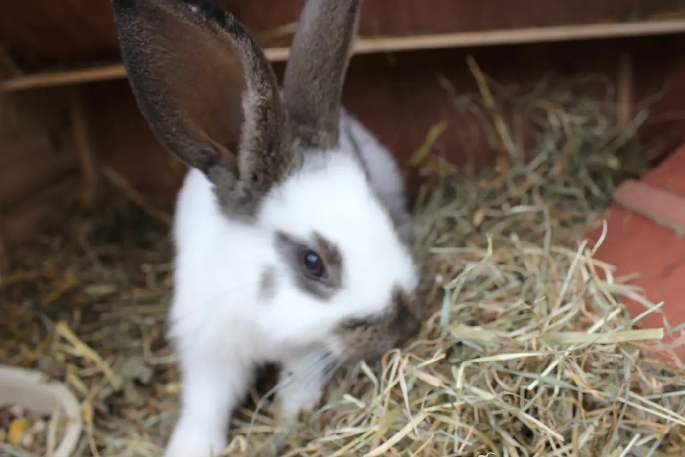 White rabbit with grey ears and markings in a hutch with hay