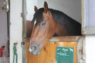 Brown horse looking over the half door of its stable